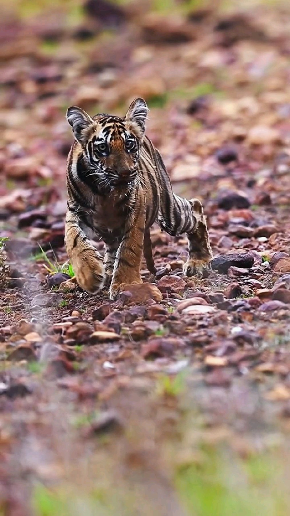 跑进树林里的小孟加拉虎