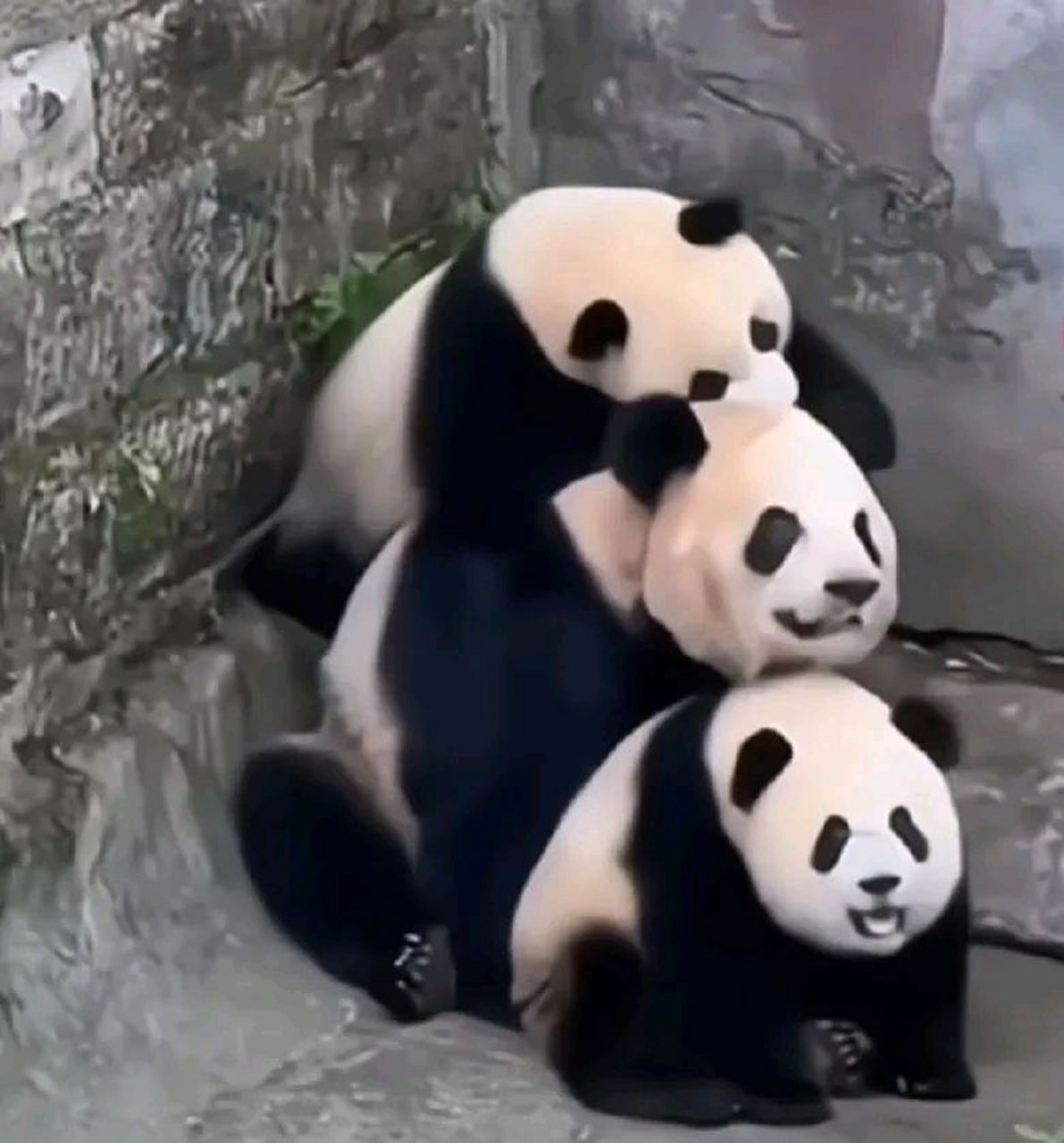 三只熊熊叠猫猫