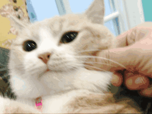 309_232gif 动态图 动图