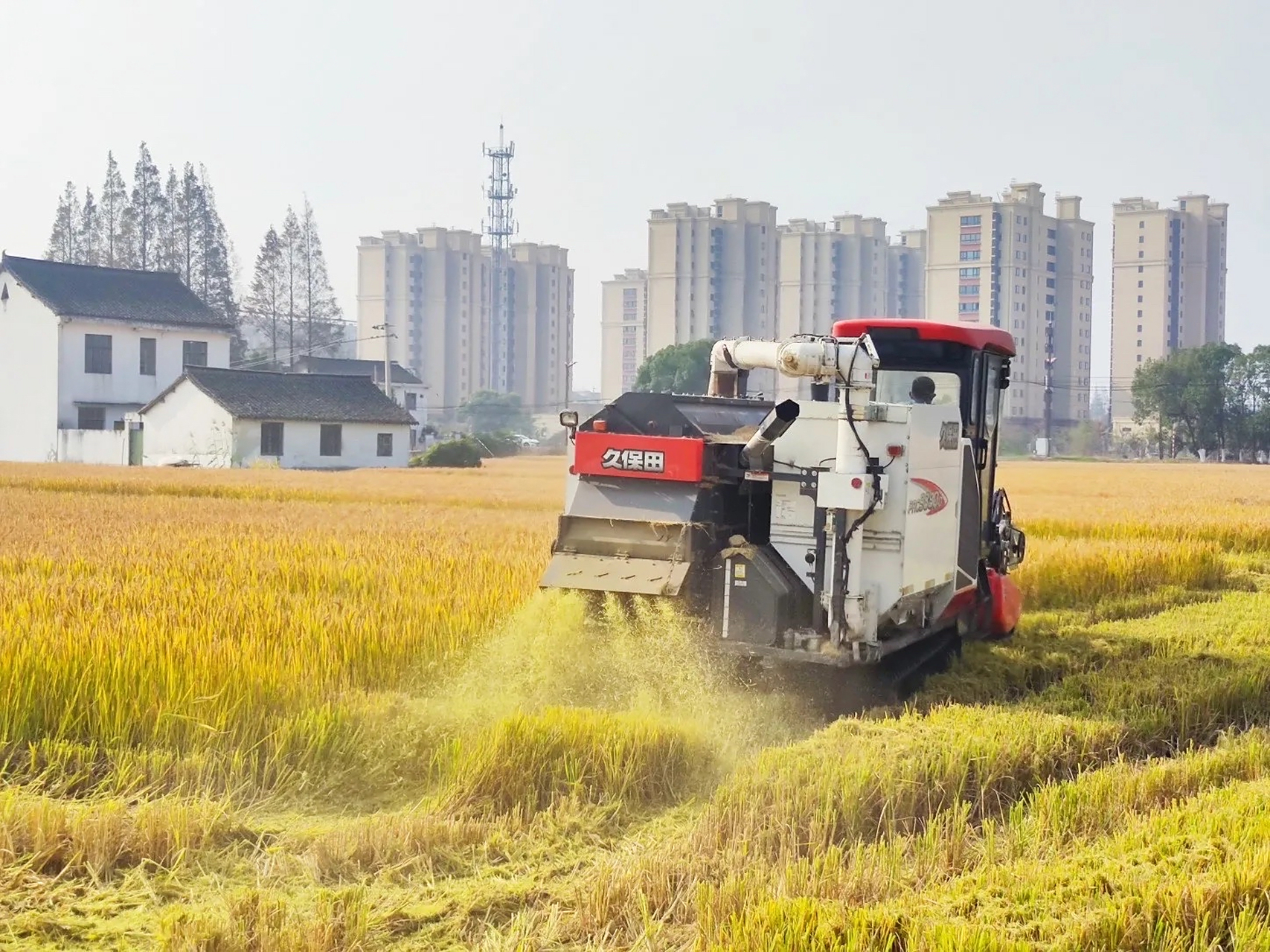 现在有了收割机收割稻子就是快, 记得小时候都是人工一点一点的去割