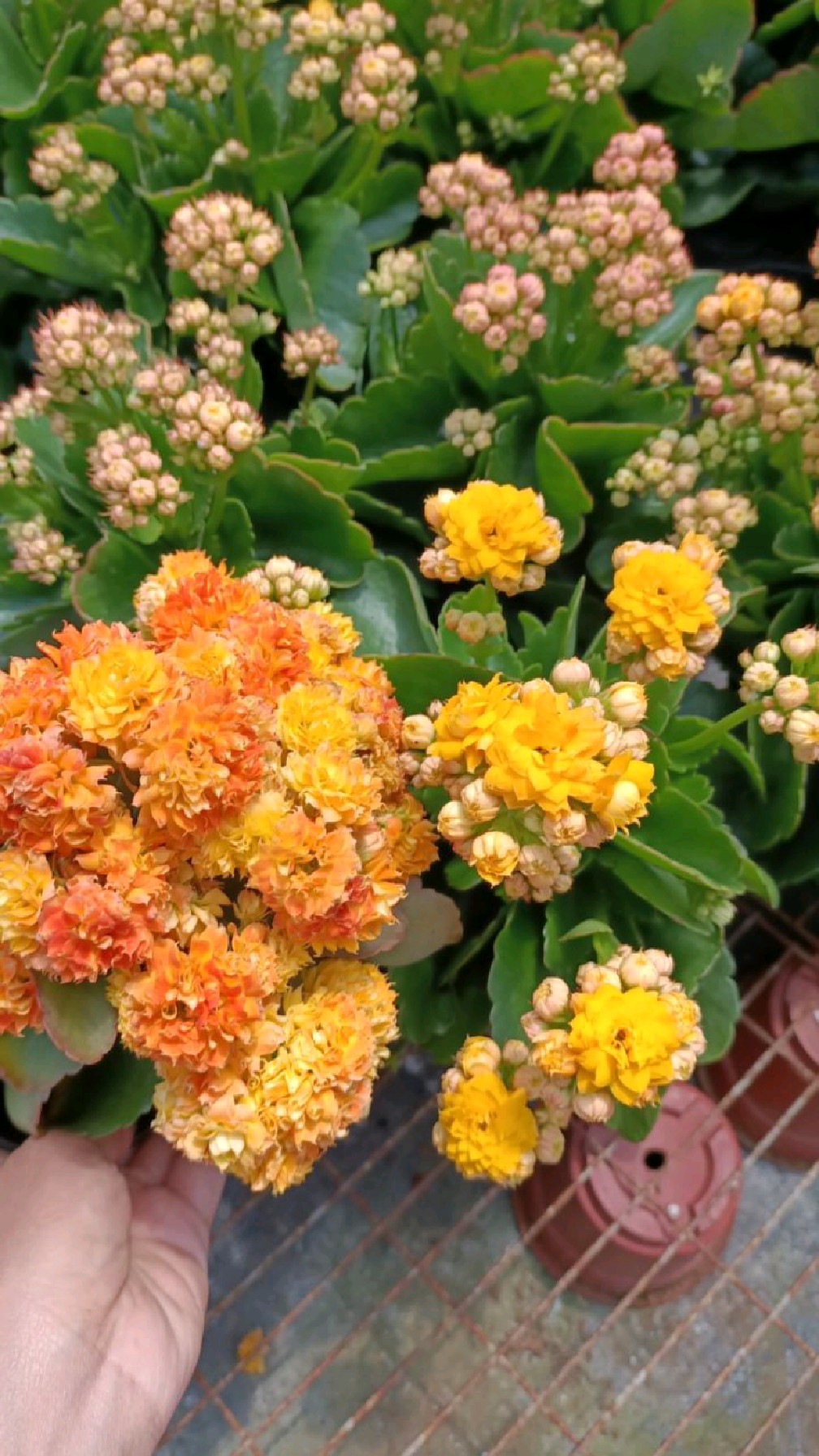 长寿花金丝辛巴和辛巴区别在哪,哪个更胜一筹,看对比