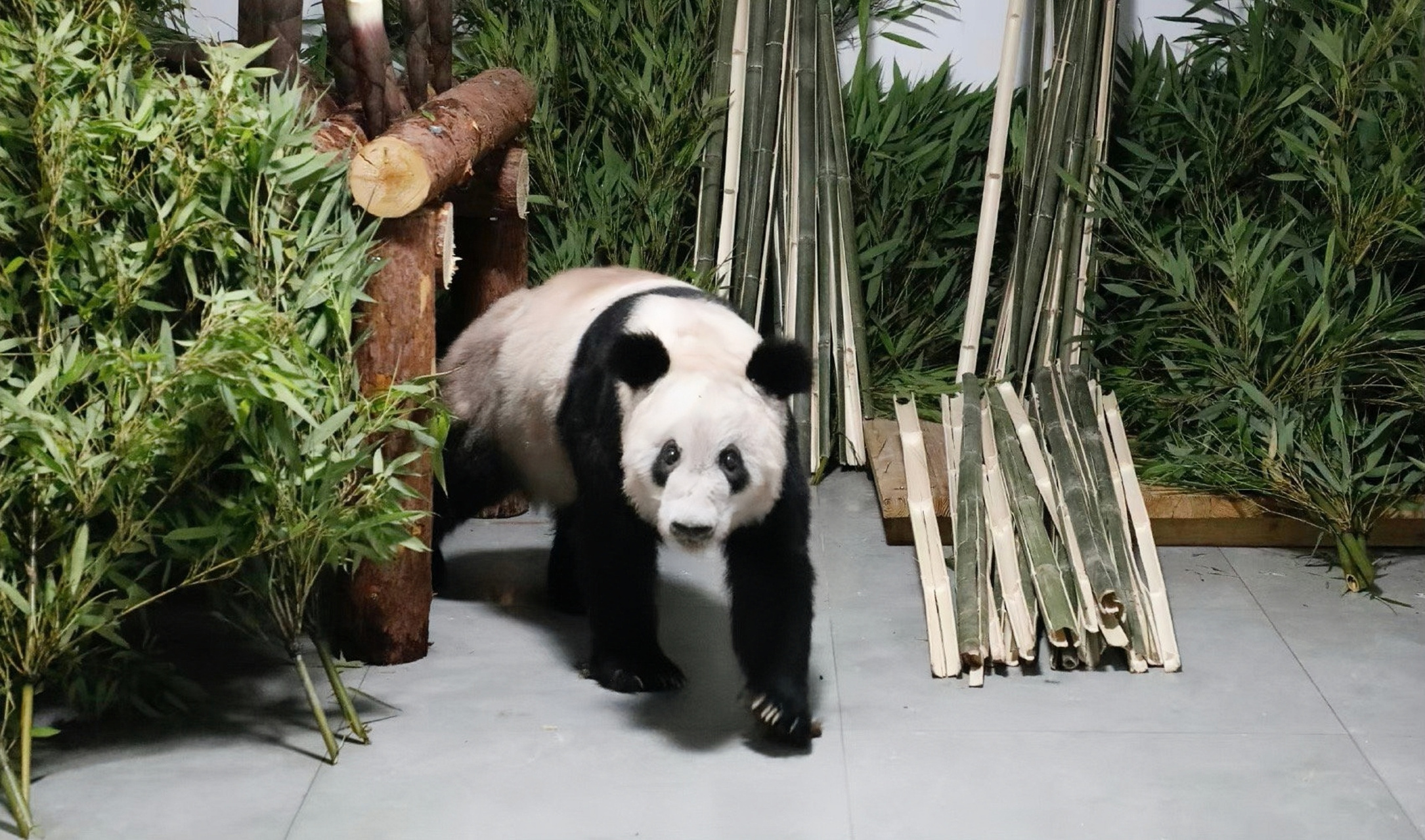 大熊猫丫丫已到北京,连线北京动物园,工作人员说,何时与大家见面,将视