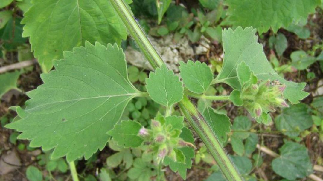 带着药用的防风草