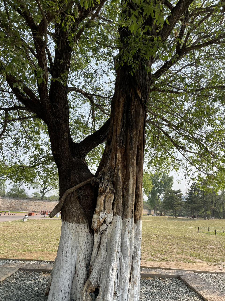 这不是一棵树,而是一棵榆树和一棵槐树.