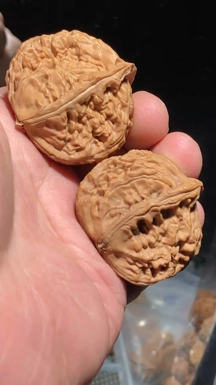 野生核桃半壁江山