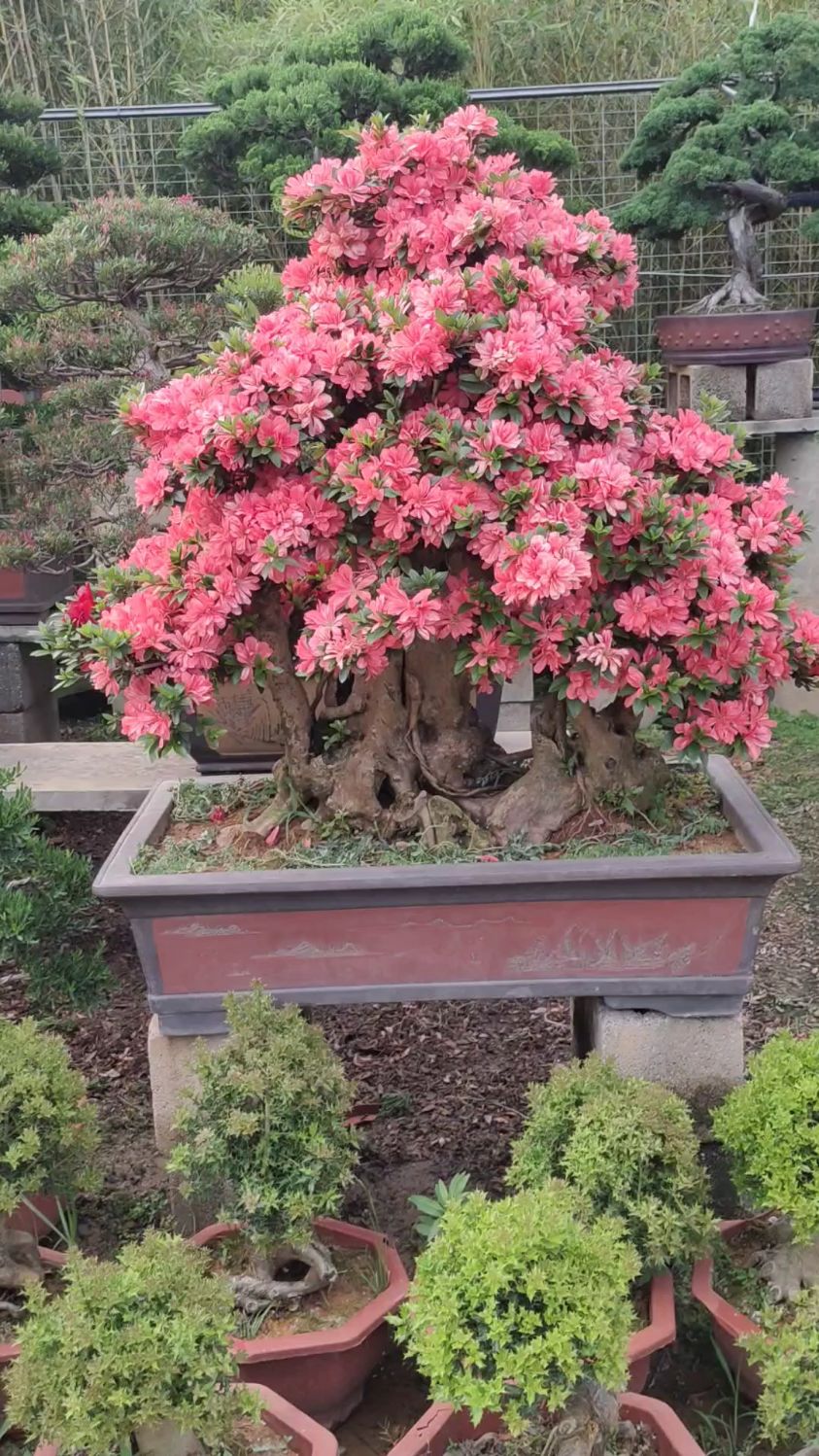 这花会不会太多了,老桩杜鹃很养眼