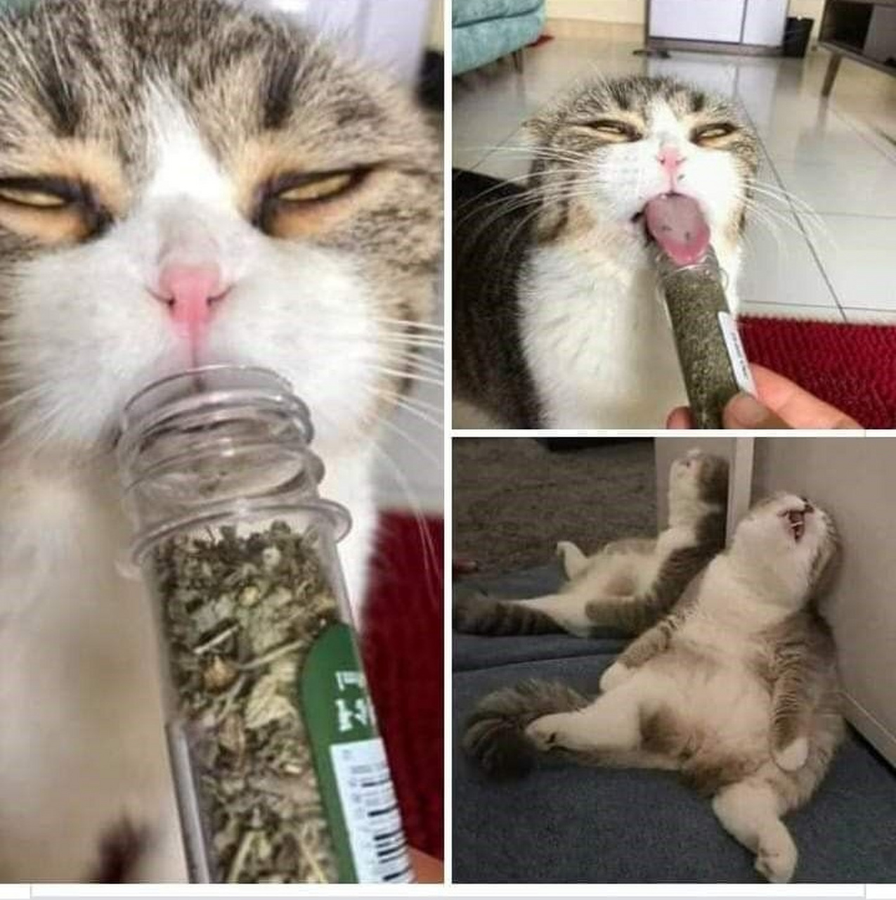 吸了猫薄荷,哪只猫不迷糊啊