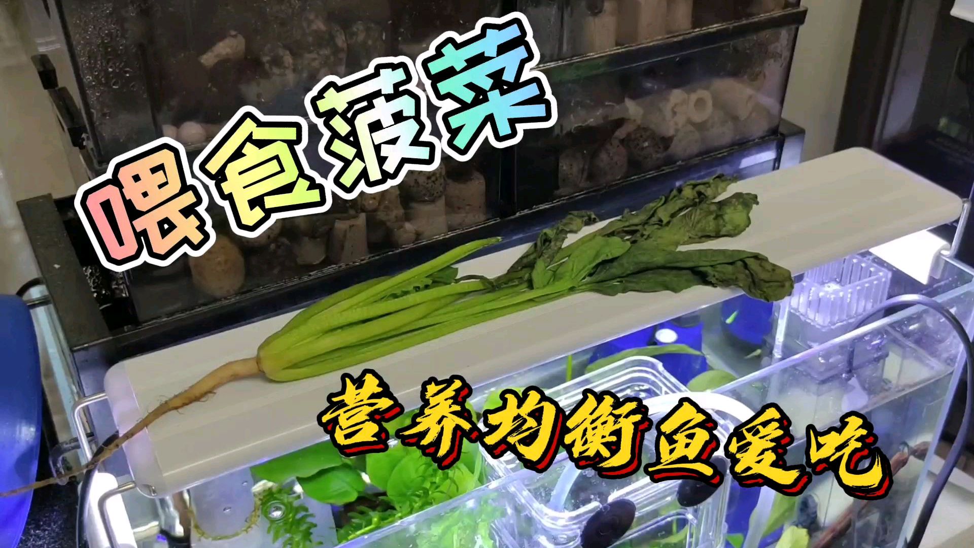 除了鱼粮,新鲜菠菜也是大部分观赏鱼的最爱,定期喂食营养均衡