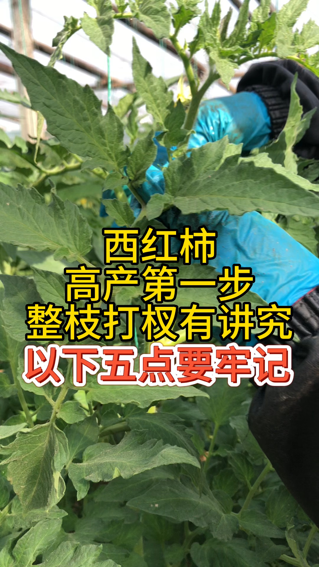 西红柿高产第一步整枝打杈有讲究,以下五点要牢记