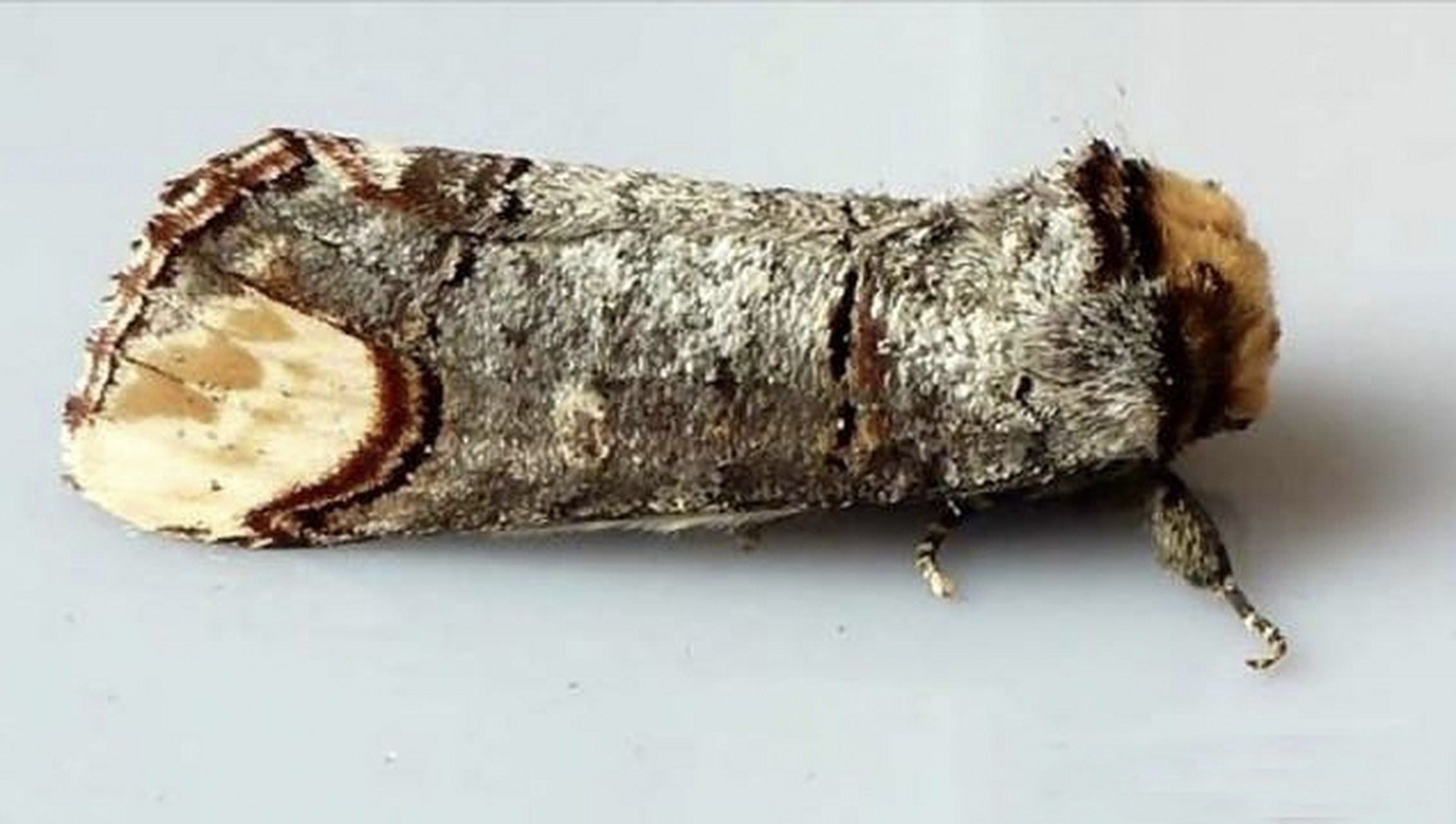 它是圆掌舟蛾舟蛾科昆虫. 成虫体长2.2一2.