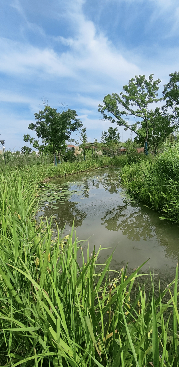 黄海湿地公园图片