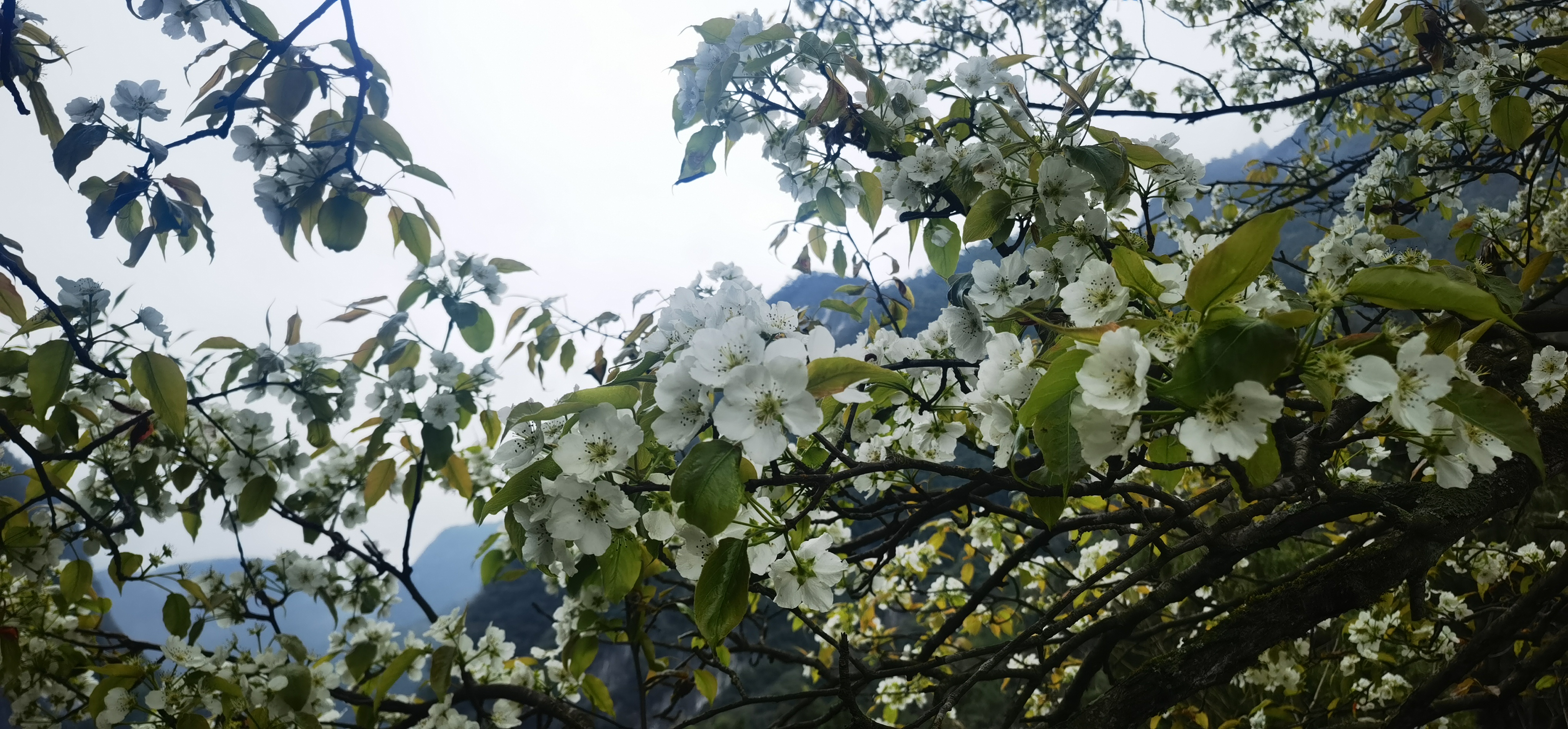 山中的野梨花