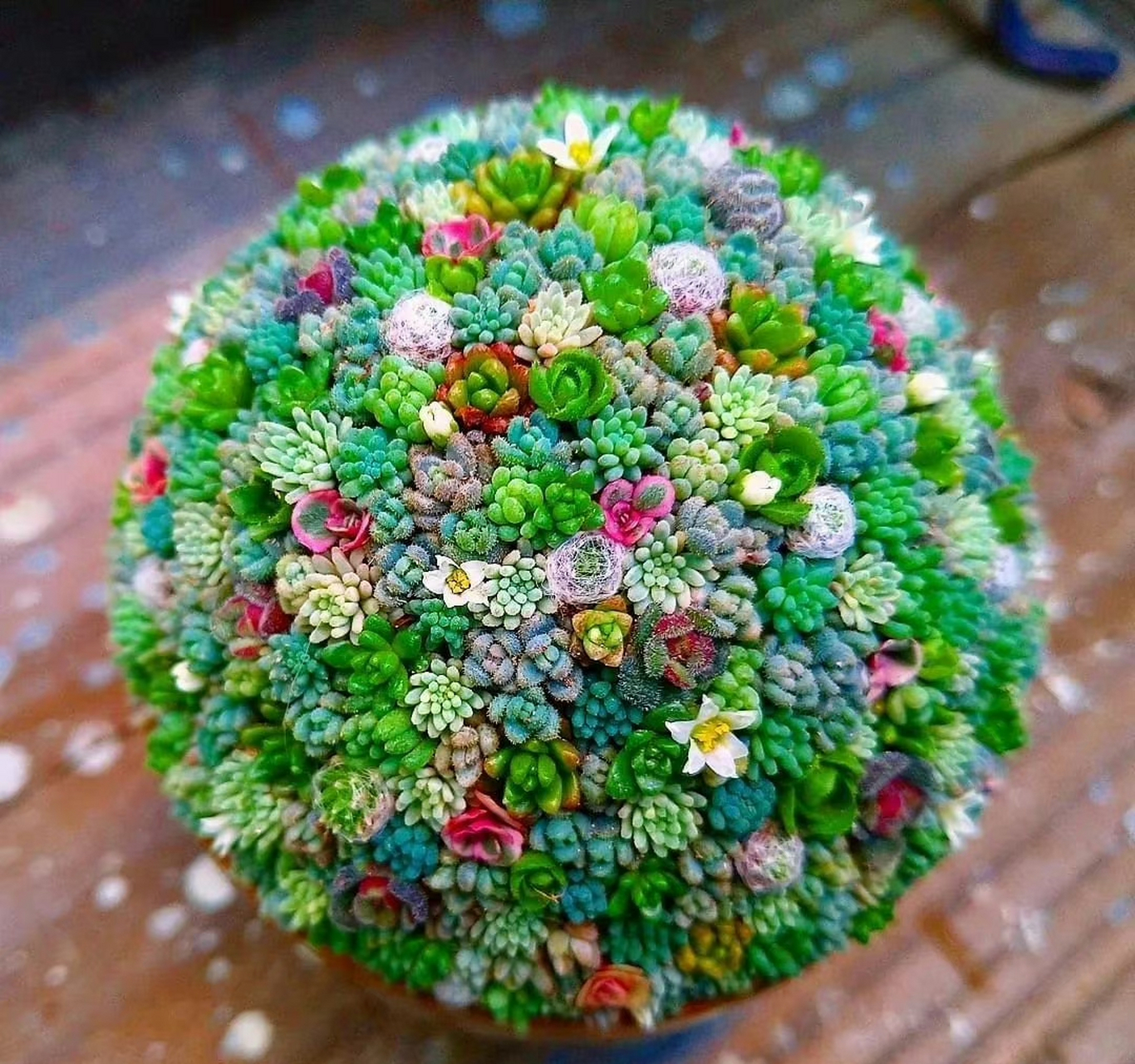 看看人家多肉植物爱好者打理的肉球球,简直太漂亮了! 67