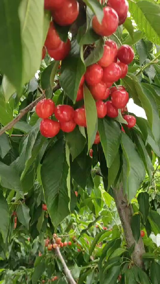 早熟齐早大樱桃,果个均匀,不裂果,表光靓丽!