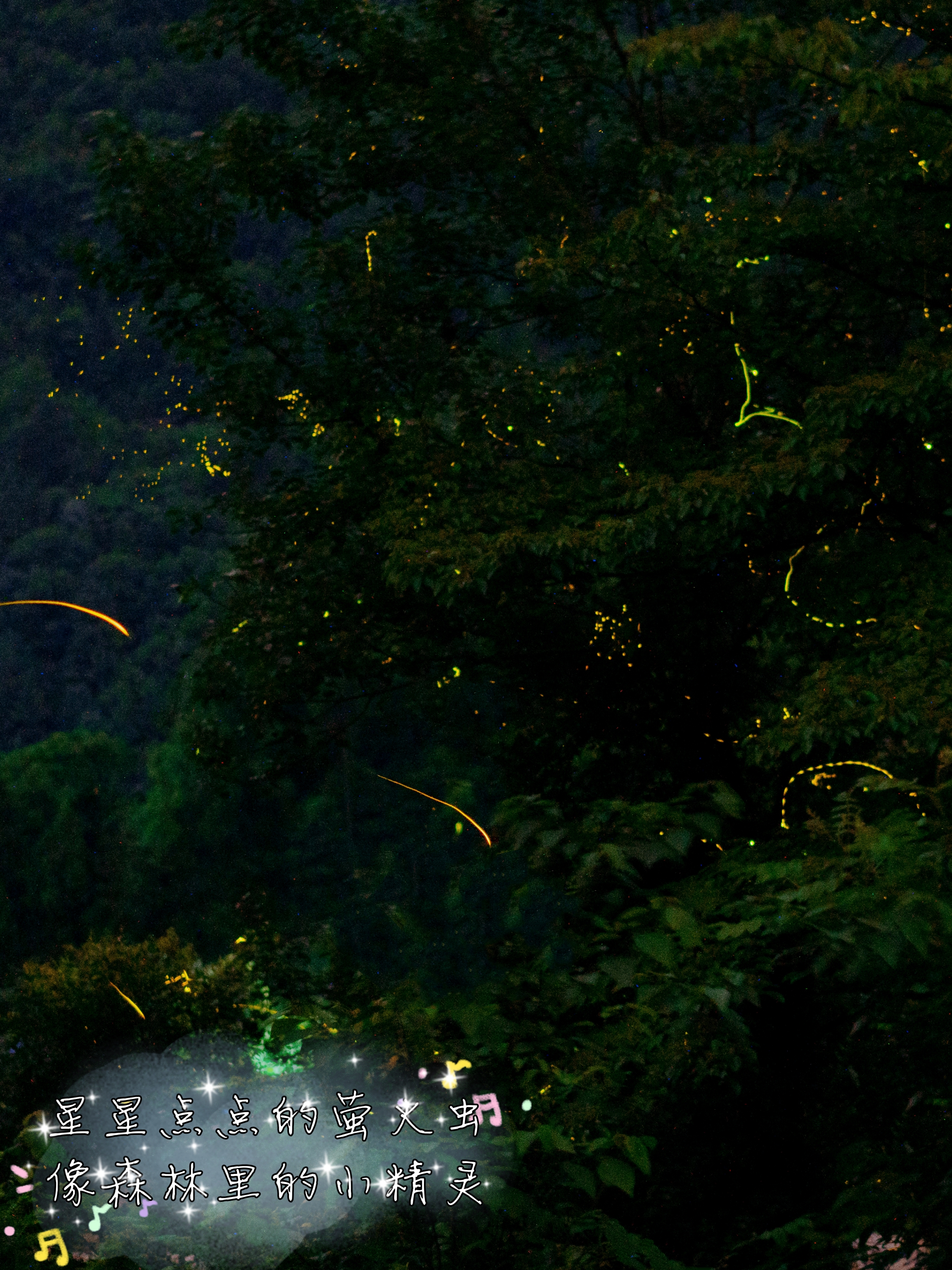 浪漫仲夏夜|寻找萤火虫梦幻秘境