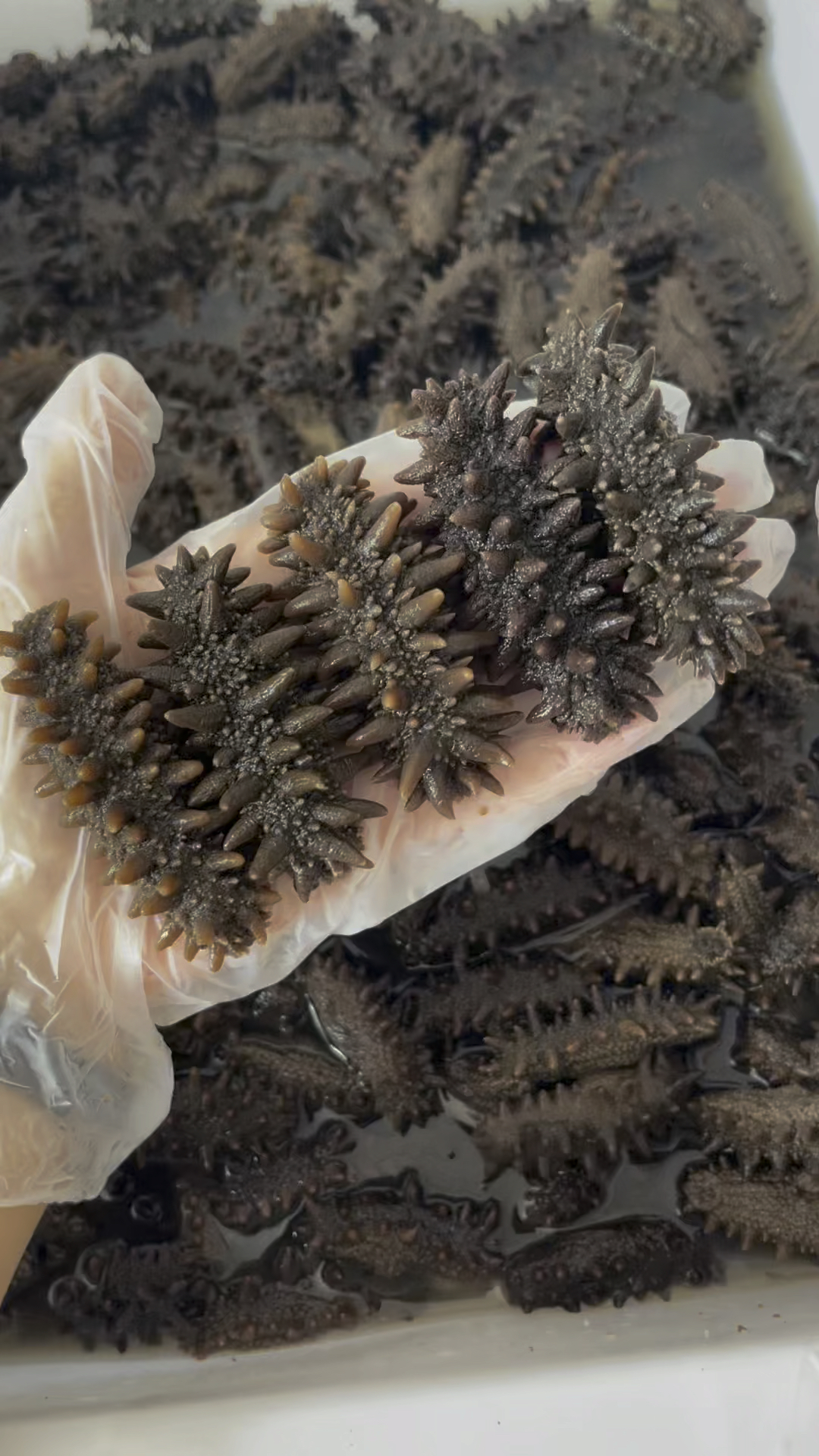 野生俄罗斯六排刺原参