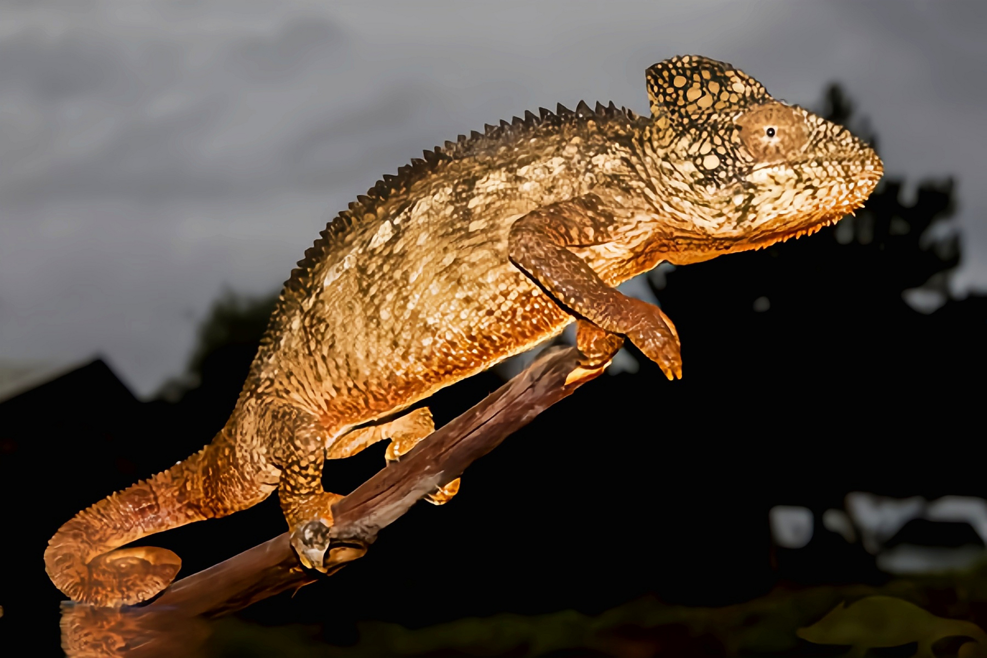 每天认识一种动物——奥力士变色龙 奥力士变色龙别名沃斯特里蒂避役