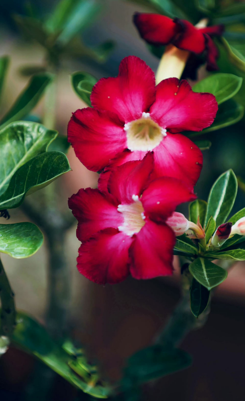 单瓣沙漠玫瑰,阳光很暖  ,微风很甜 , 万物可爱  ,人间值得!