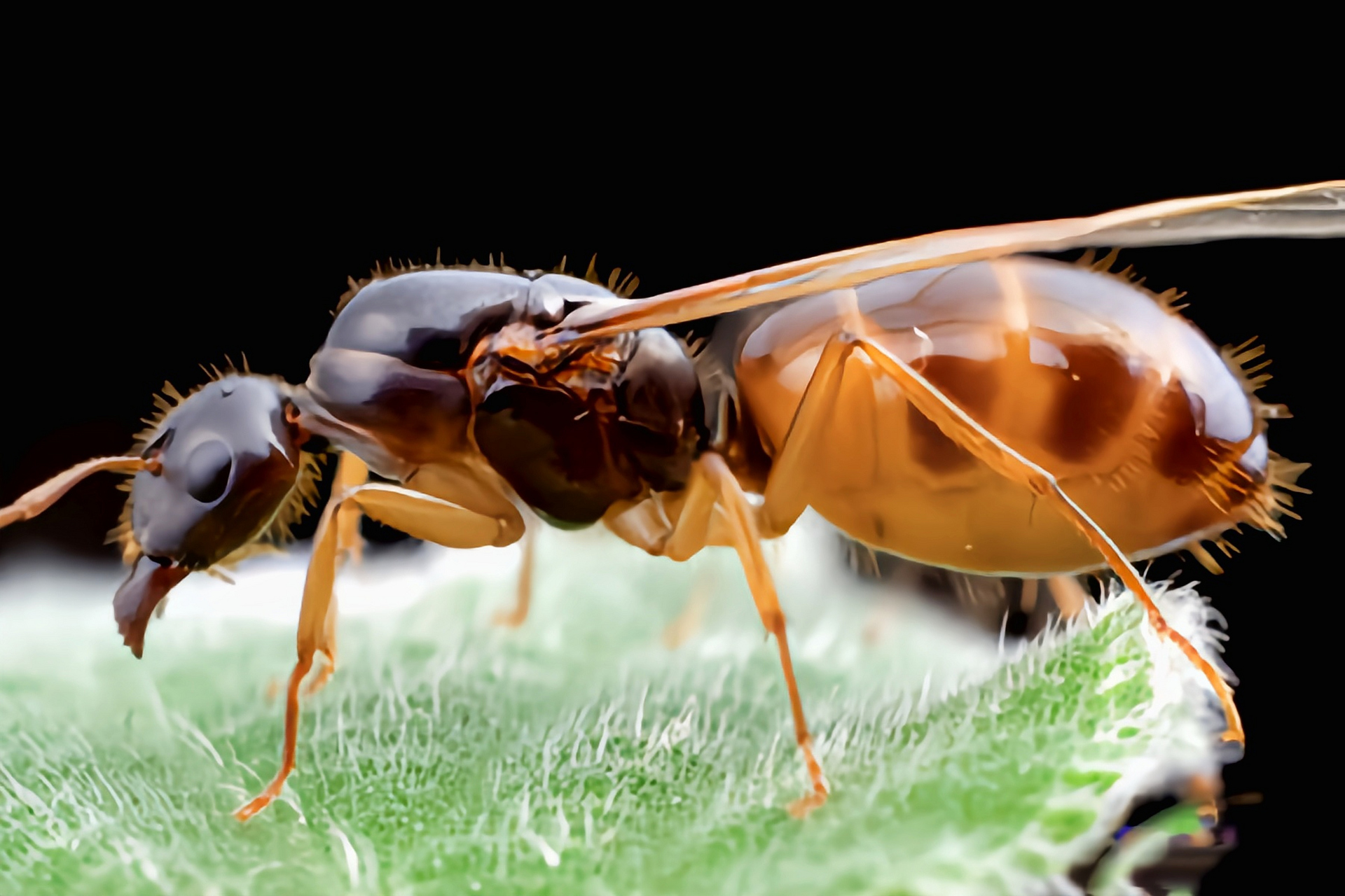 每天认识一种昆虫——中亚弓背蚁 中亚弓背蚁别名全黄土耳其弓背蚁