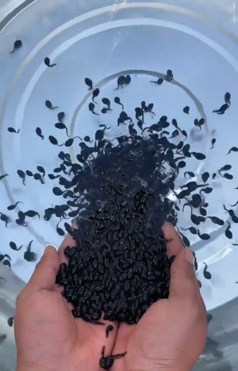 准备把这一抖蝌蚪拿去放生了这可是几万条生命啦