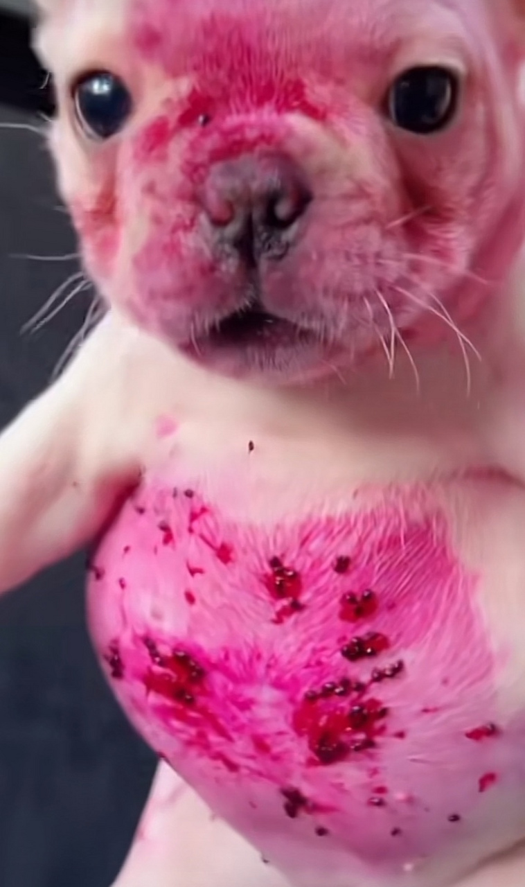 狗:我真的没偷吃,火龙果先动手的