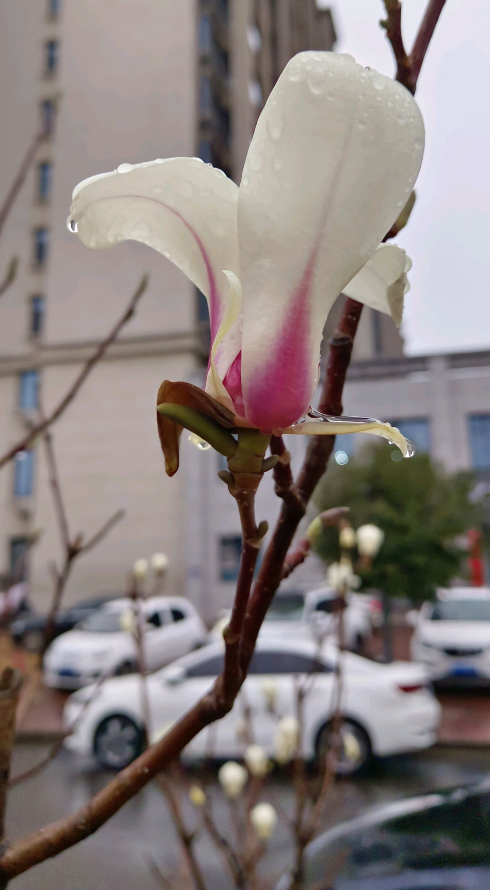 带雨的玉兰花