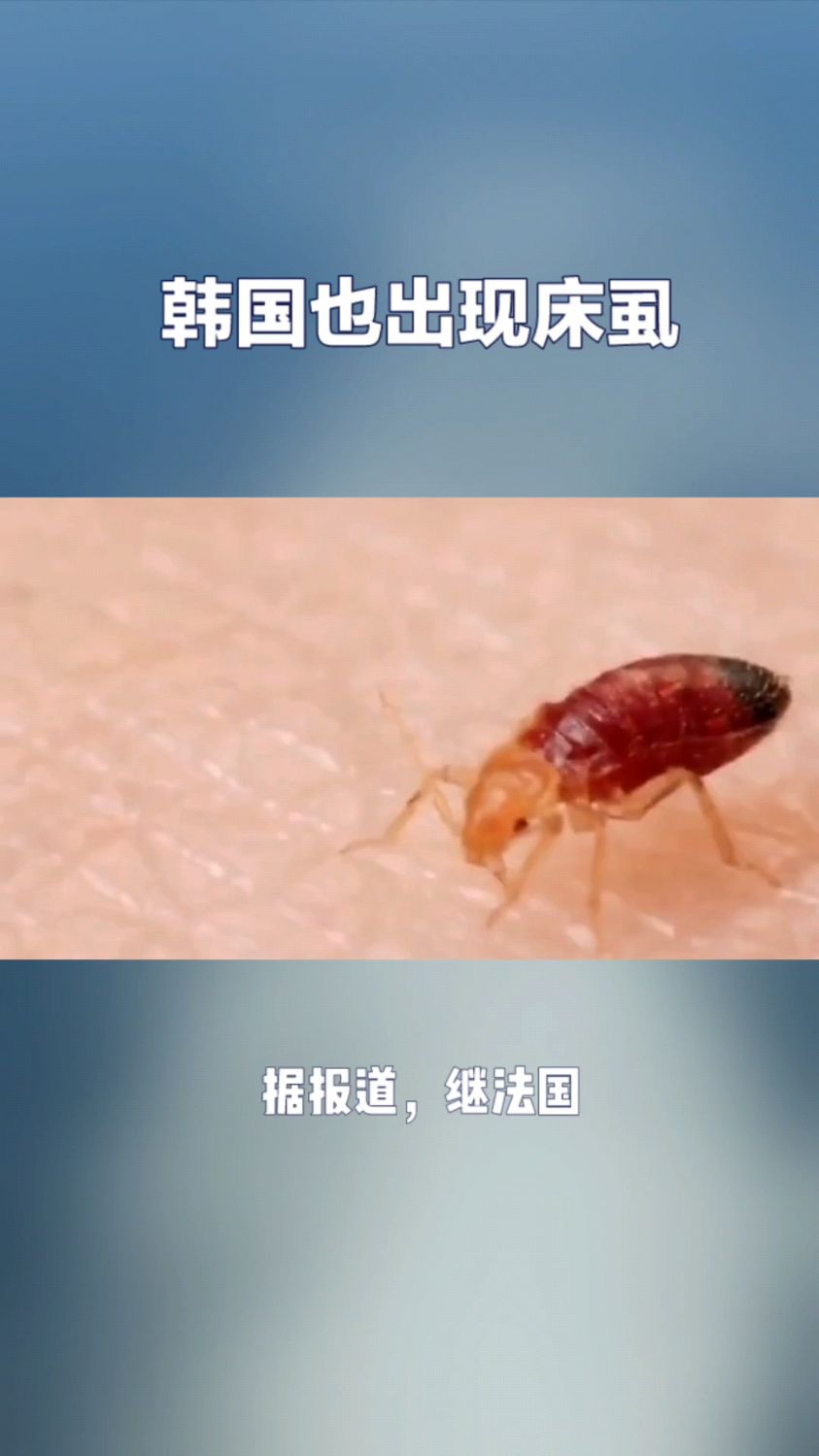 多国爆发床虱民众如何应对