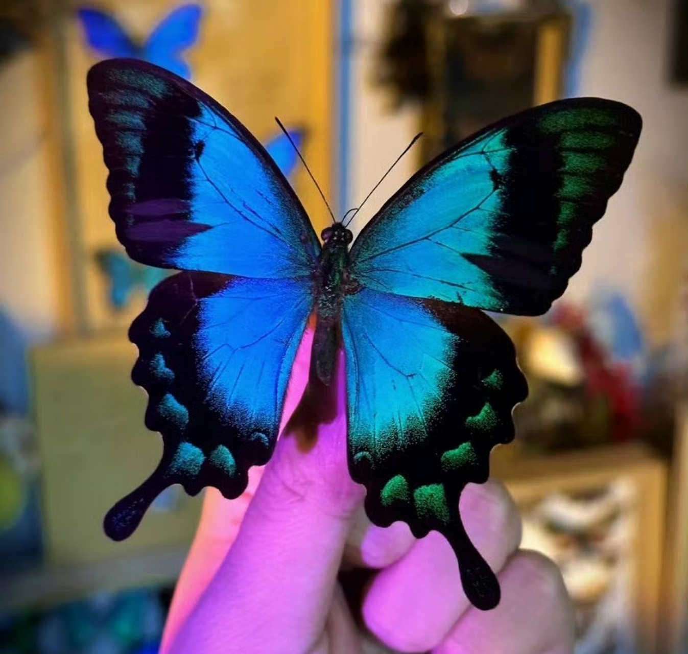 五斑翠凤蝶为日行蝴蝶,喜欢在花园,公园,森林等地方活动.