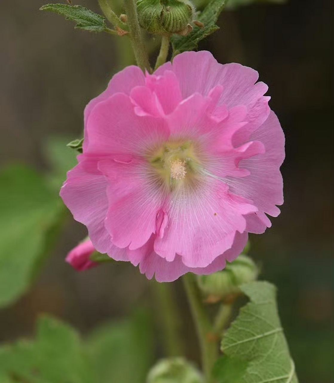 蜀葵(alcea rosea),锦葵科蜀葵属.摄于山东烟台.