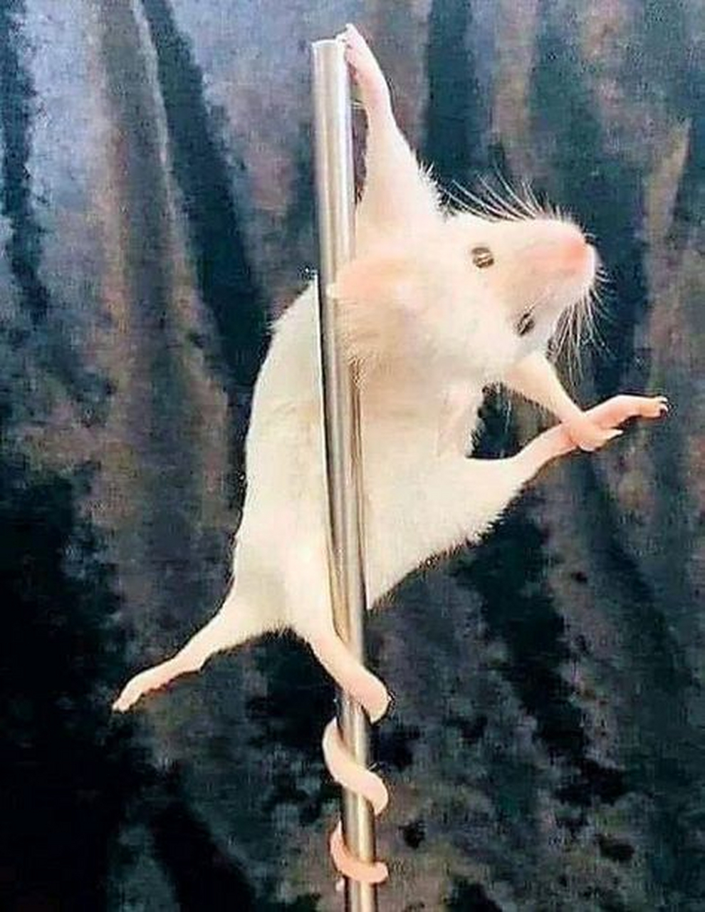 起懵了,看到一只鼠在跳钢管舞 还挺妖娆
