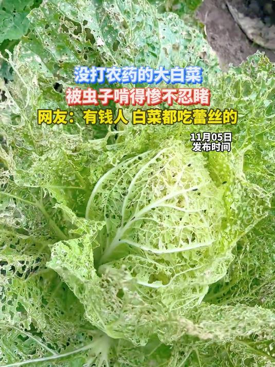 没打农药的大白菜,被虫子啃得惨不忍睹,网友:有钱人,白菜都吃蕾丝的