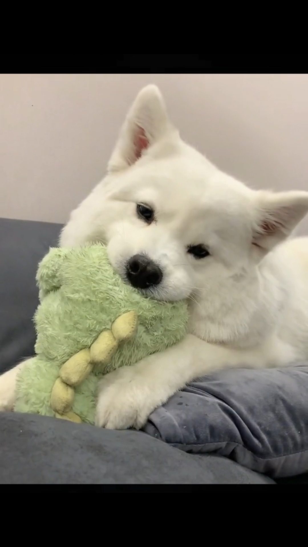 这小狗也太可爱了吧,歪头杀真是迷倒了