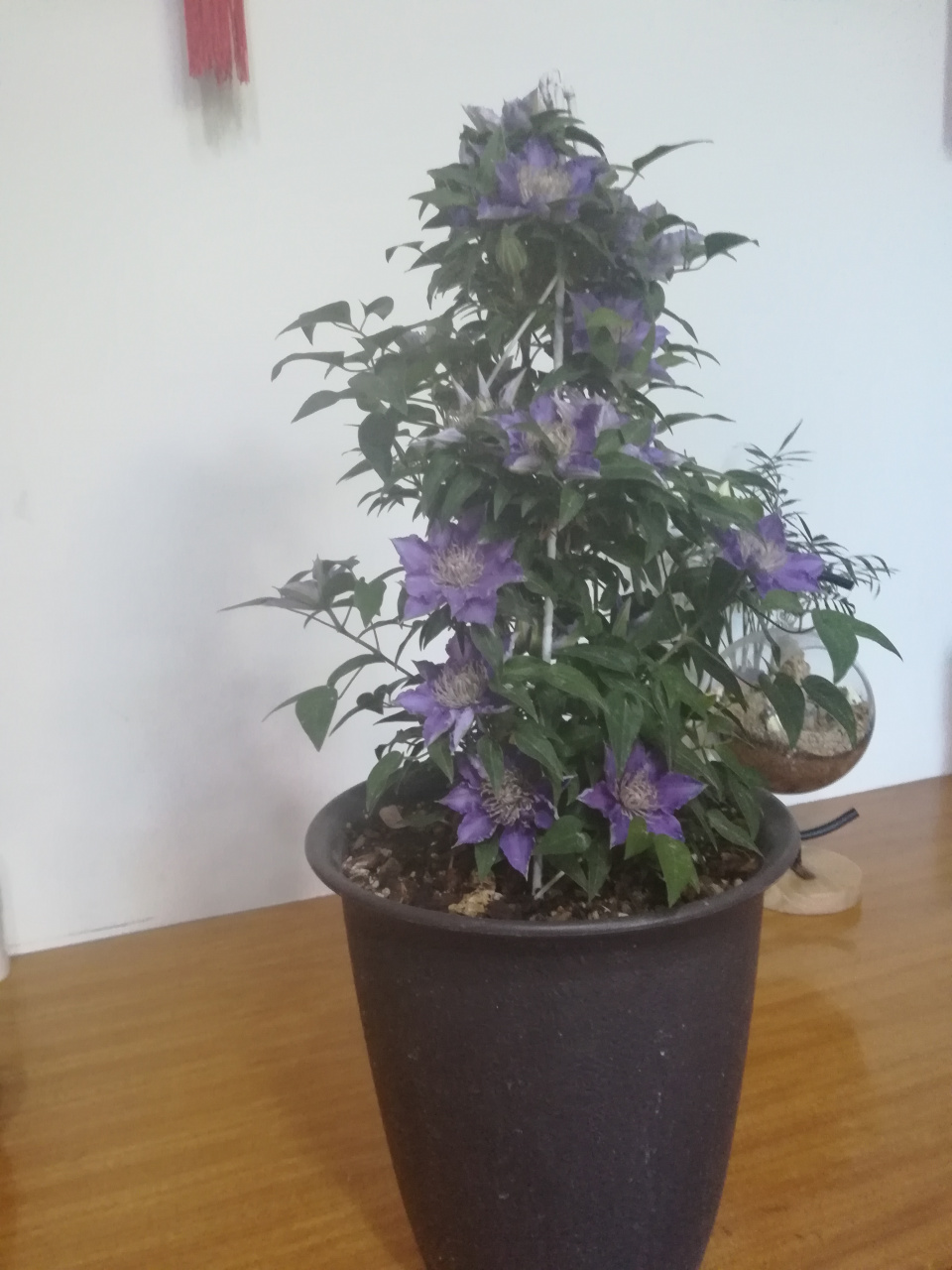 铁线莲啤酒:啤酒经过人工矮化改良,植株不会长得很高大,株高顶多就1米