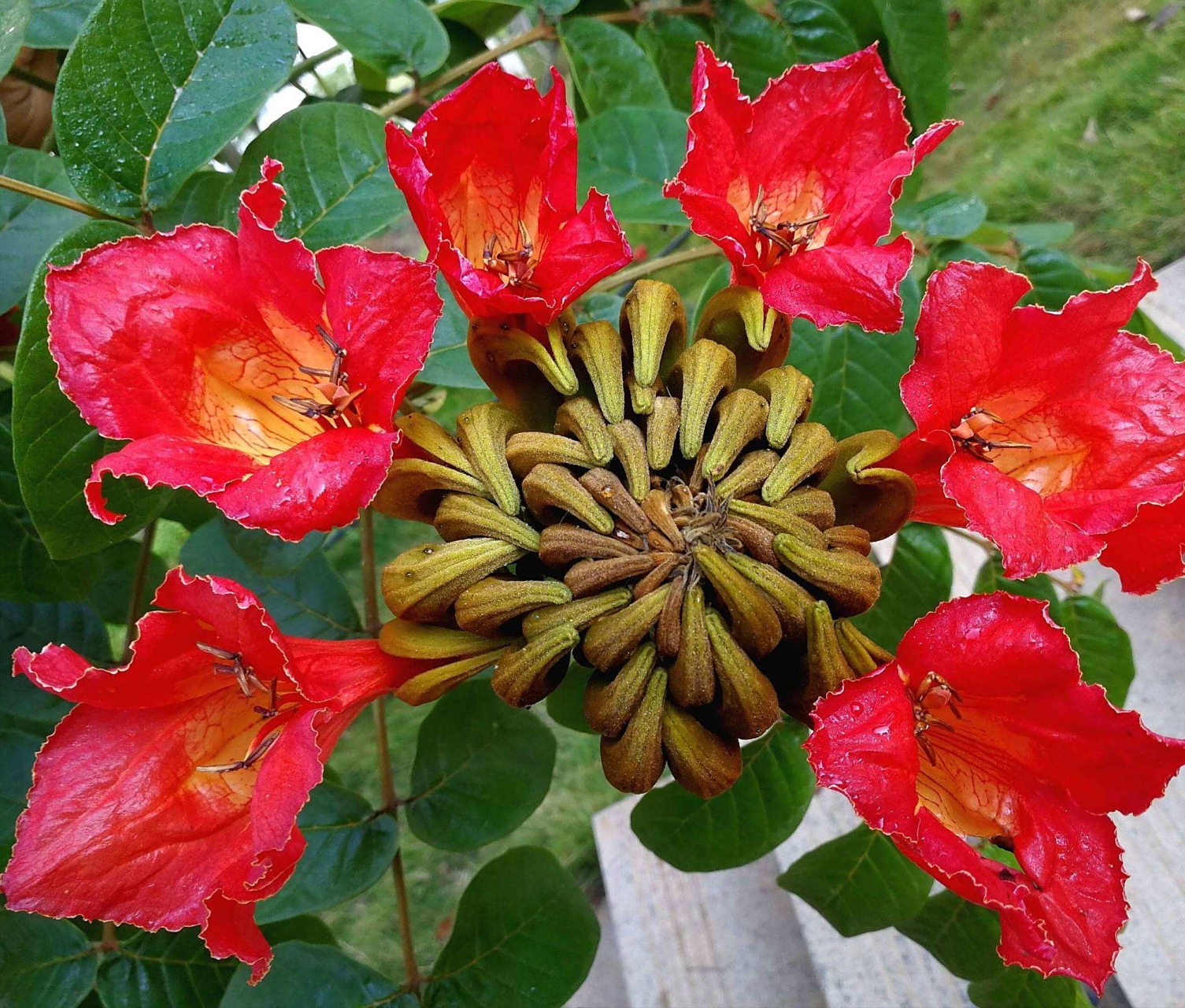 火焰花又名无忧花,其树是佛教传说的一种异树.