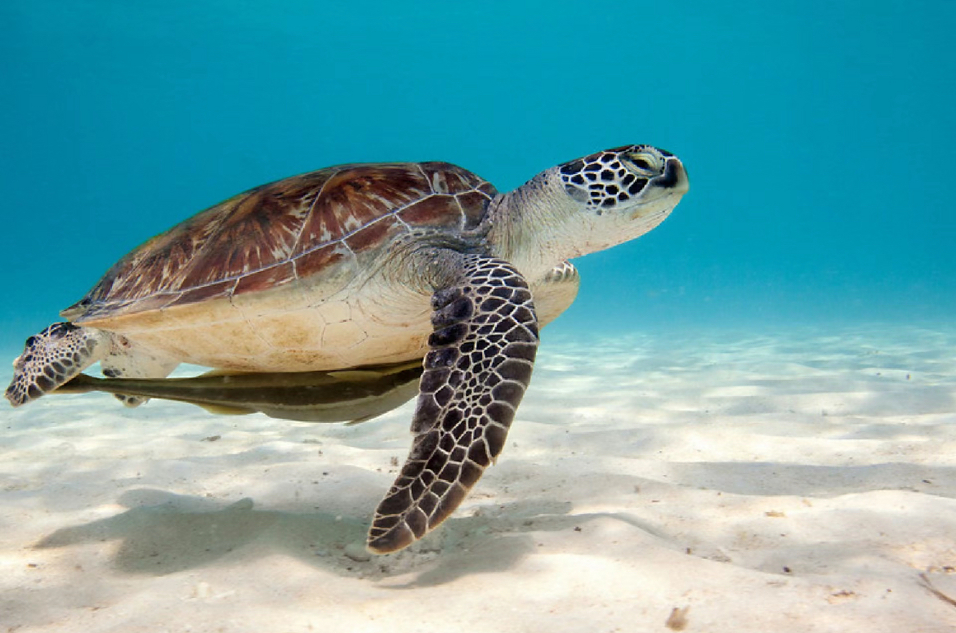 云领养养了一只海龟崽崽后,才发现它这么能跑啊!