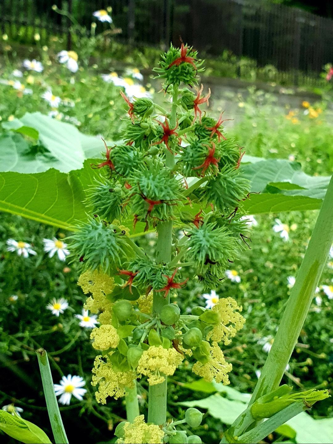 蓖麻子