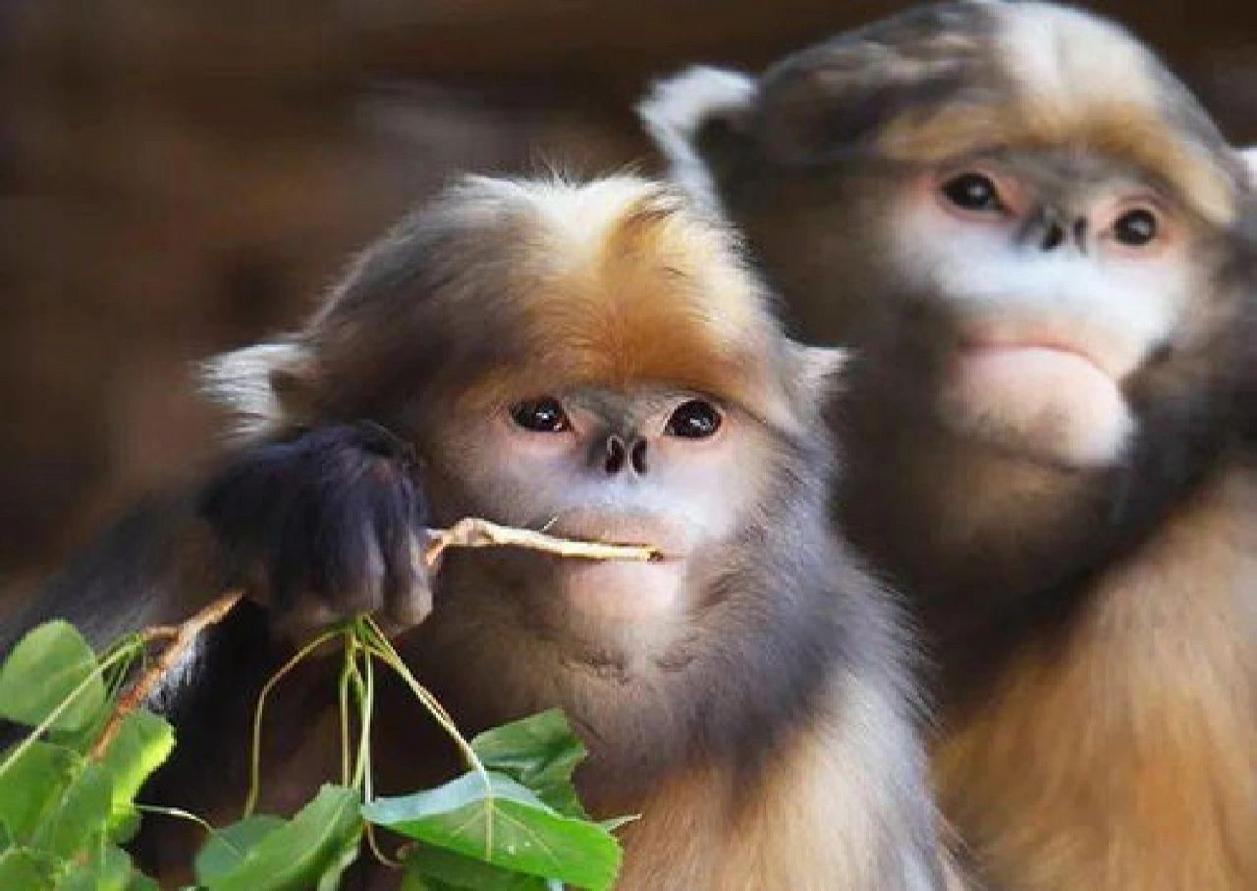 黔金丝猴是中国特有种,只分布于贵州东北部铜仁市境内的梵净山中国