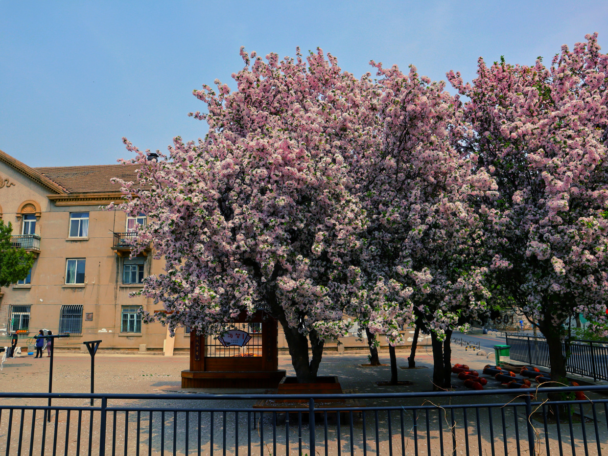 大连最美海棠花,金二街海棠