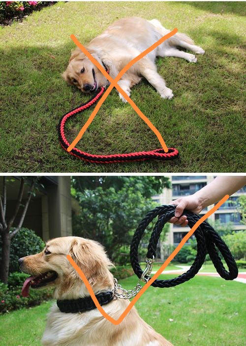 盐城咬人松狮狗已被处死!女子脸部缝200多针,狗主人面临百万赔偿