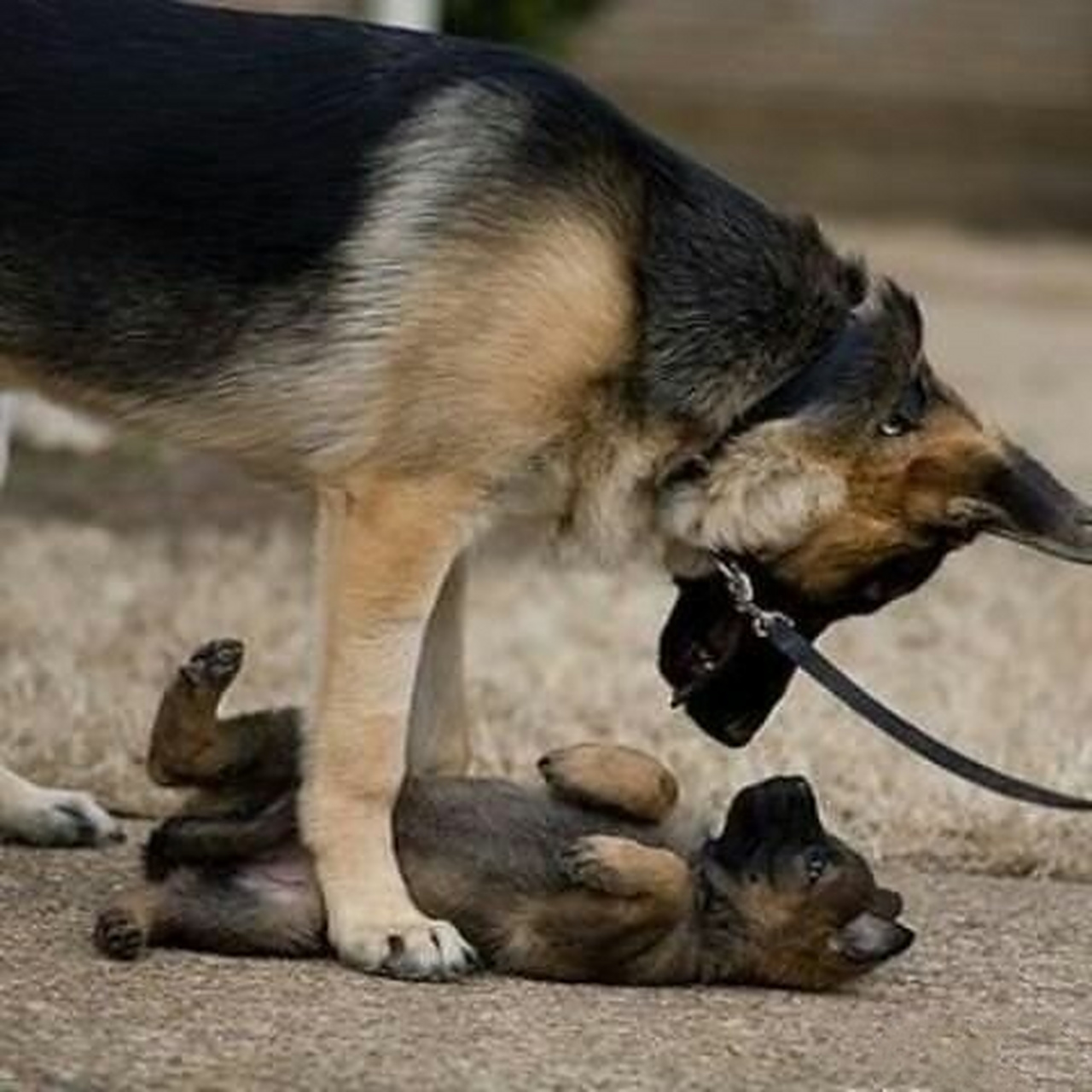 《大狼狗壁咚小奶狗》[二哈][二哈]