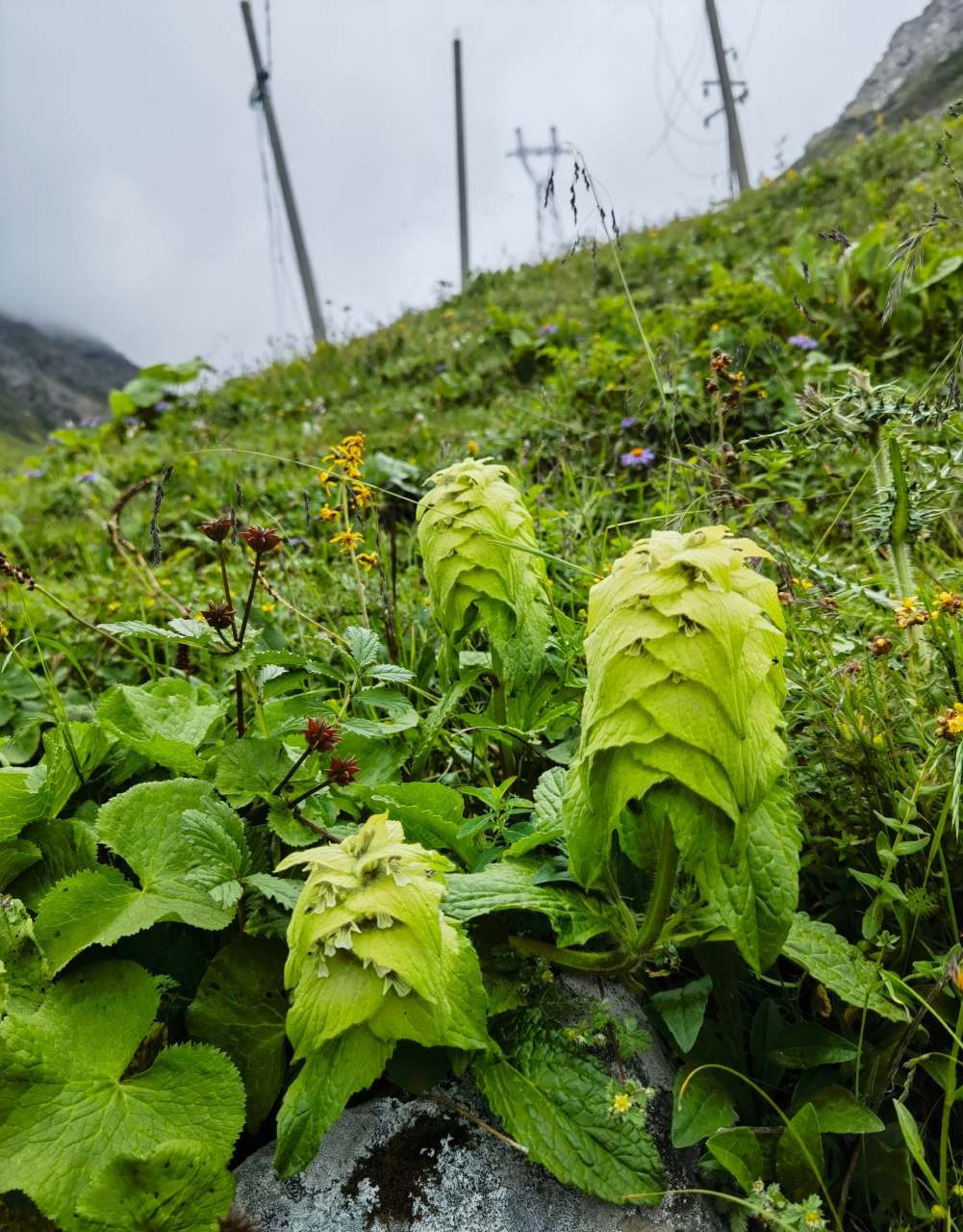 白苞筋骨草 ajuga lupulina maxim