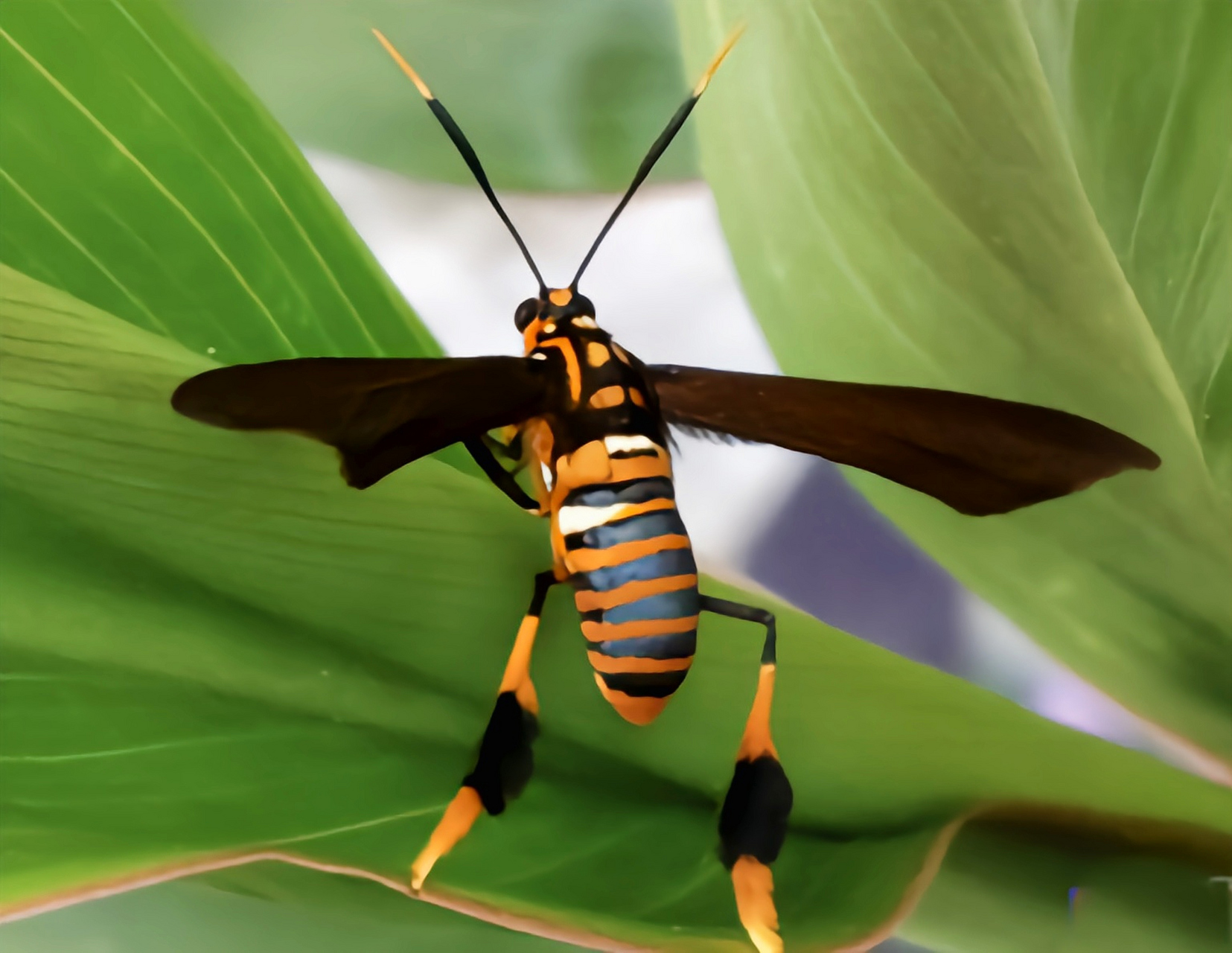 每天认识一种昆虫——德克萨斯蜂蛾 德克萨斯蜂蛾是鳞翅目,灯蛾科昆虫