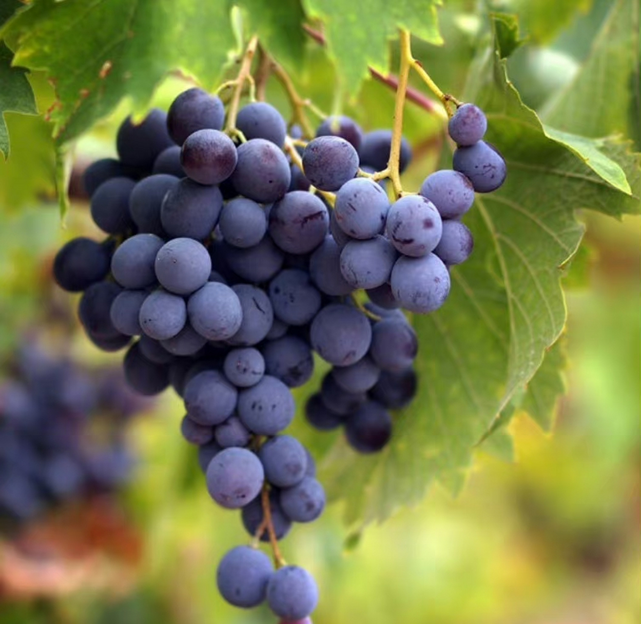 又见葡萄耀眼眸,珍珠玛瑙挂枝头.