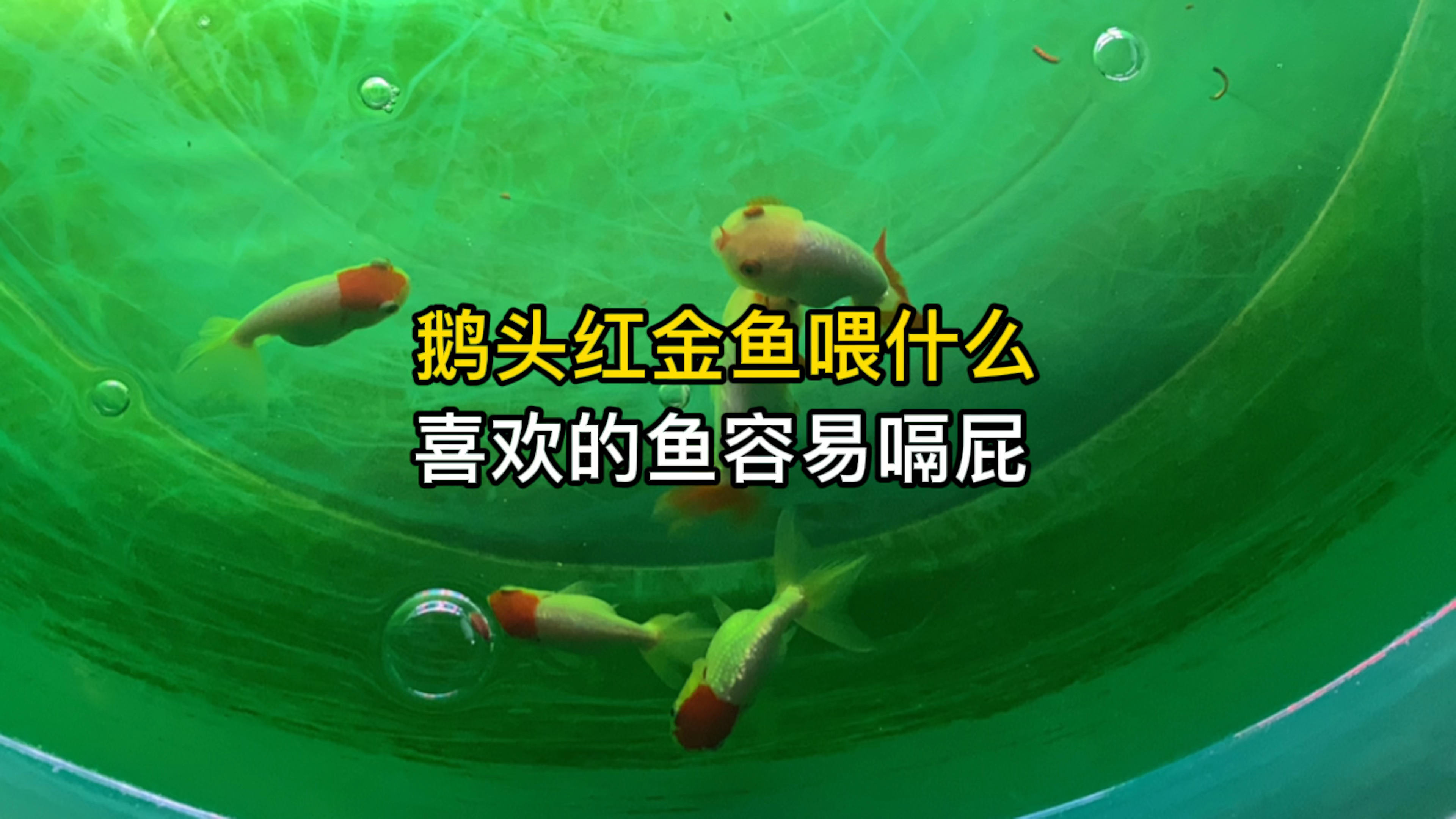 鹅头红金鱼喂什么?喜欢的鱼总容易嗝屁