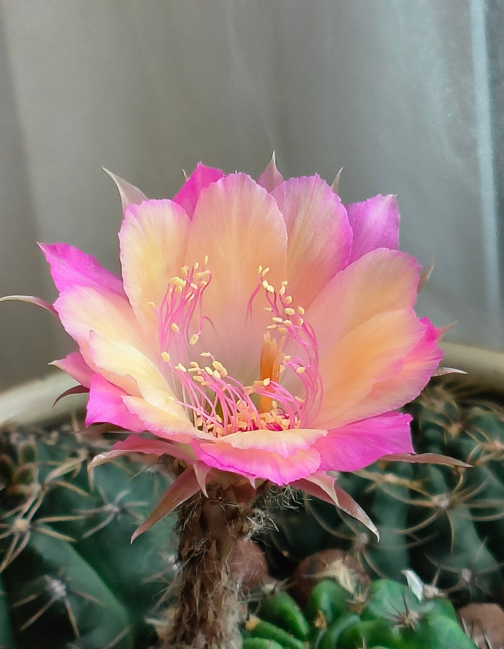 极光仙人球花,希望之花绽放,为你带来幸福与快乐.