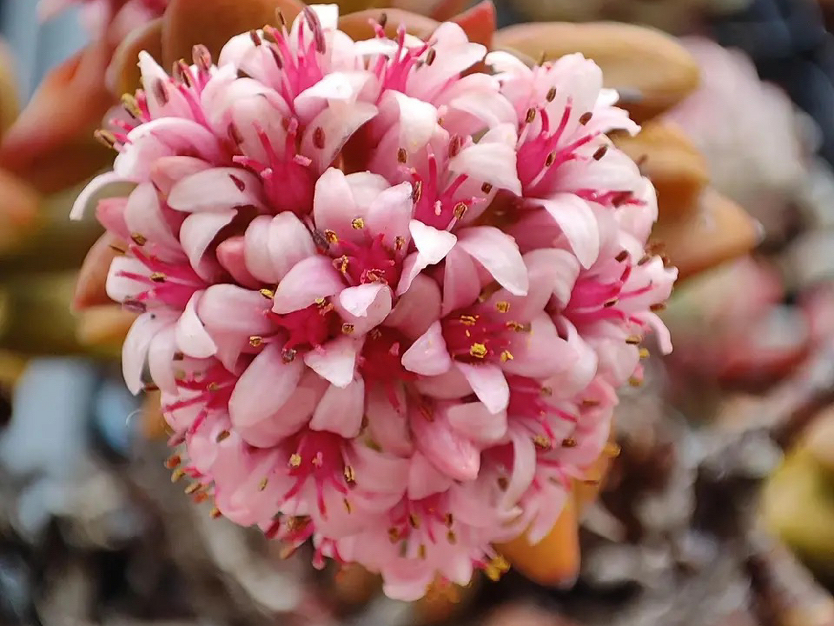 多肉神童,开花就像球兰一样漂亮,而且味道还挺冲[滑稽]