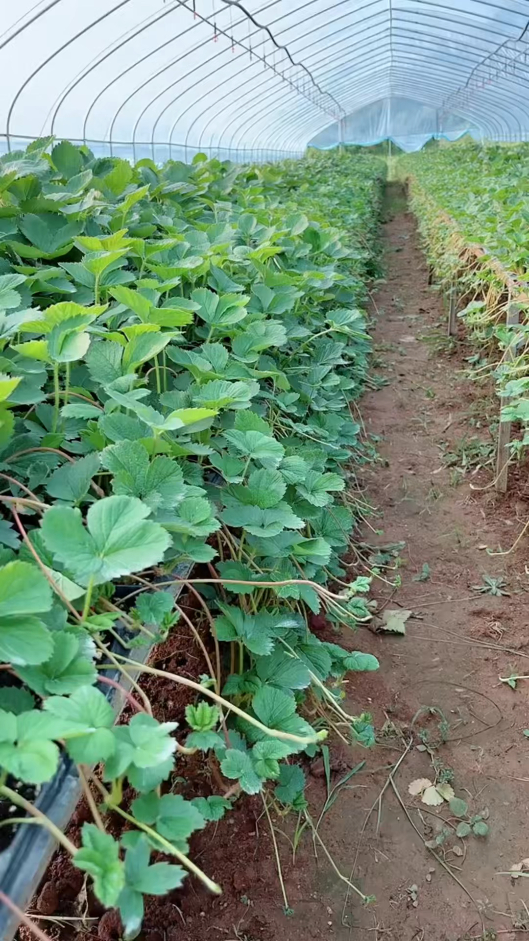 红颜草莓苗穴盘苗!避雨棚育苗,健康好苗,无病害