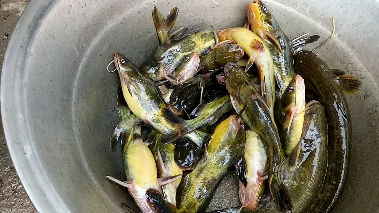 今天抓的都是戈雅鱼,红烧太好吃了