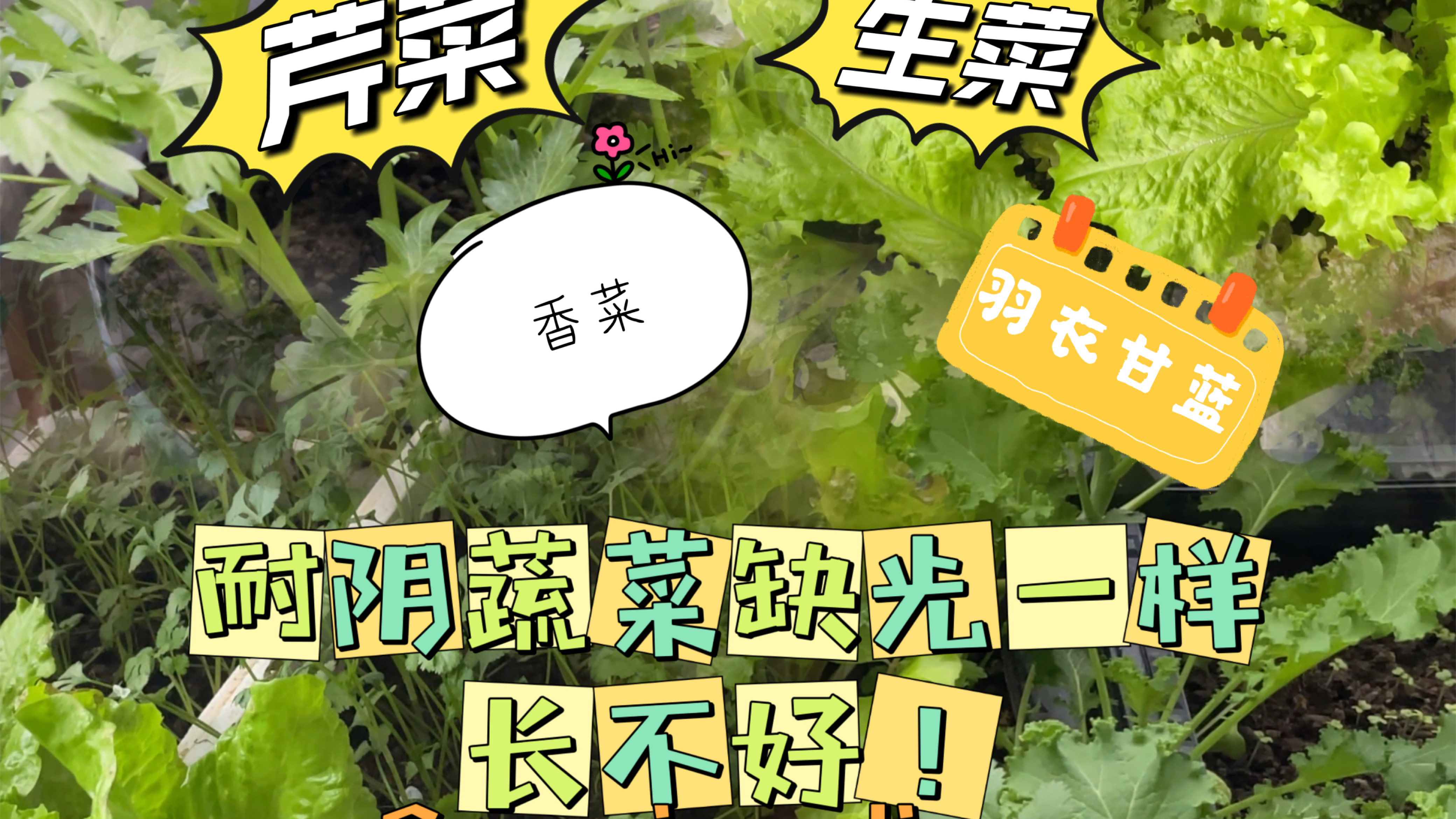 耐阴蔬菜缺光一样种不好,快看看你阳台的菜是不是没放对位置种植
