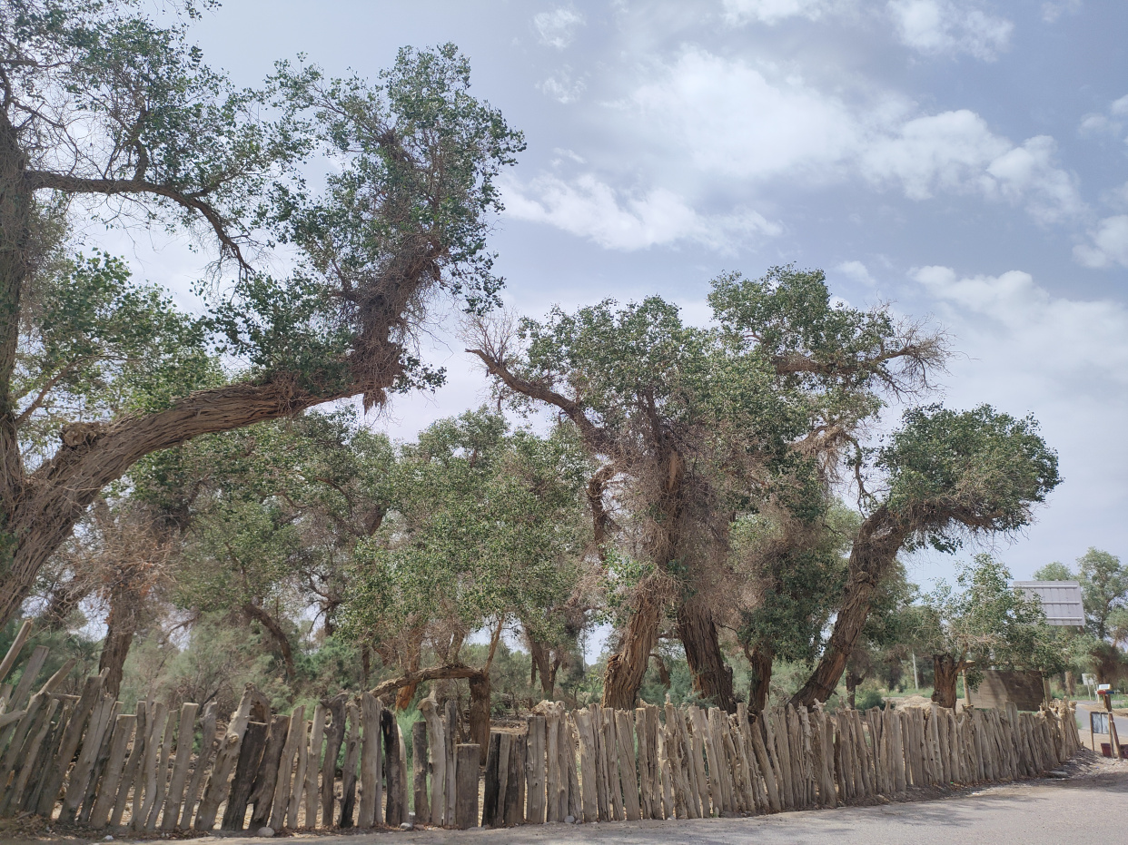 夏日的胡杨秘境